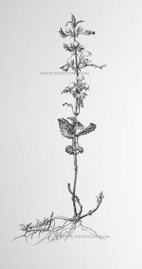 A flower found in ancient woodland, yellow archangel. Drawn by Sarah Simblet for The New Sylva Ash Tree Drawing, Spanish Moss Tree Tattoo, Alder Tree Tattoo, Spanish Moss Tattoo Oak Tree, Forest Drawings, Sarah Simblet, Oak Botanical Illustration, Roots Drawing, Ancient Woodland