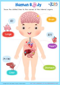 Human Body Worksheet Internal Body Parts For Kids, Internal Organs For Kids, Human Body Internal Organs, Body Internal Organs, Kindergarten Checklist, Anatomy Worksheets, Worksheets For 3rd Grade, Human Life Cycle, Body Parts For Kids