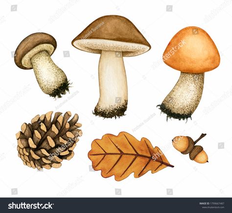 Mushroom Clipart, Woodland Clipart, Mushroom Paint, Edible Mushrooms, Fall Watercolor, Mushroom Design, Mushroom Art, Wild Mushrooms, Nature Themed