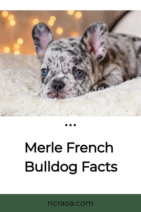 If you’re in awe at the beauty of Merle French Bulldogs, you’re not alone. These pups have captivated the hearts of thousands of dog lovers around the globe. French bulldogs are already one of the Merle Chihuahua, Merle French Bulldog, French Bulldog Breed, French Bulldog Facts, Rare Dogs, Coat Of Many Colors, Purebred Dogs, Blue Merle, Popular Dog