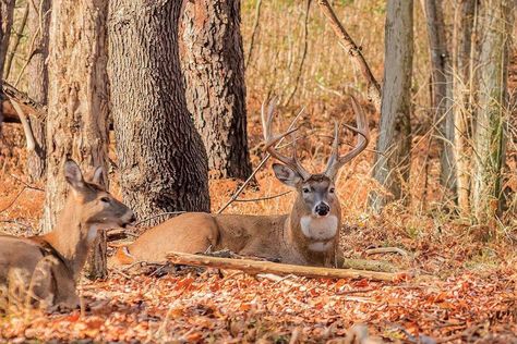 Deer Facts, Best Walleye Lures, White Tail Buck, Hunting Bedding, Deer Images, Deer Bedding, Deer Stands, Whitetail Hunting, White Tail Deer