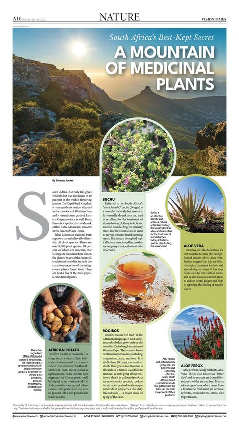 South Africa not only has great wildlife but is also home to 10 percent of the world’s flowering species. #Cape Floral Kingdom #medicinal plants #South Africa #Buchu #Aloe vera #bitter aloe #Rooibos #African potato #inkomfe #herb African Herbs, African Plants, Table Mountain, Best Kept Secret, Plant Species, Medicinal Herbs, Medicinal Plants, South African, Bitter