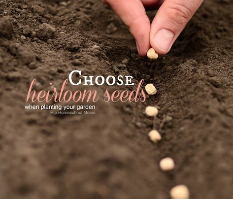 Outdoor classrooms - teach botany this year with a garden and plant heirloom seeds. | Hip Homeschool Moms Garden Pests Identification, Fall Gardens, Organic Remedy, Heirloom Vegetables, Vegetable Seeds, Garden Pests, Heirloom Seeds, Organic Vegetables, Veggie Garden