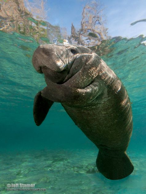 Manatee Photography, Silver Springs Florida, Manatee Florida, Sea Cow, Springs Florida, Silver Springs, Manatees, Spring Photography, Snail Mail