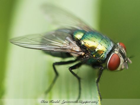 Green Bottle Fly | Green Bottle Fly Close Up | Green Bottle Fly. What's incredi… | Flickr Ineffable Bureaucracy, Insect Art Projects, Fake Taxidermy, Carpenter Bee Trap, Bee Traps, Macro Photography Insects, Carpenter Bee, Insect Photography, Animal Science