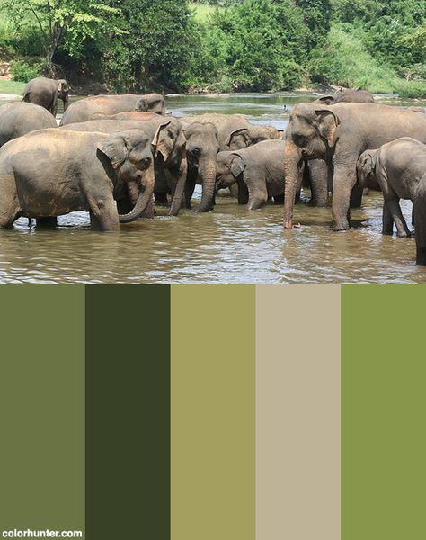 Happy+Family+Of+Elephants+In+Sri+Lanka+Color+Scheme Happy Family, Sri Lanka, Color Scheme, Color Schemes, Color Palette, Elephant, Animals, Color, Colour Schemes