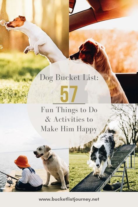 Dog Bucket List: 57 Fun Things to Do & Happy Activities Happy Activities, Dog Bucket List, Dog Boutique Ideas, Best Bucket List, Puppy Bowls, Dog Boutique, Dog Activities, Summer Dog, Pet Care Tips