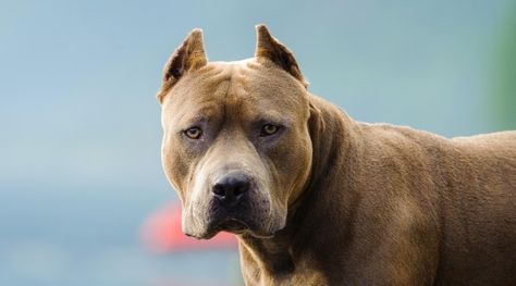 Scariest Dog Breeds: 20 Different Breeds Scare Off Any Intruder Aggressive Dog Breeds, Family Friendly Dogs, Canada Montreal, National Assembly, Dog Attack, Dangerous Dogs, Scary Dogs, Animal Guides, Medical Studies