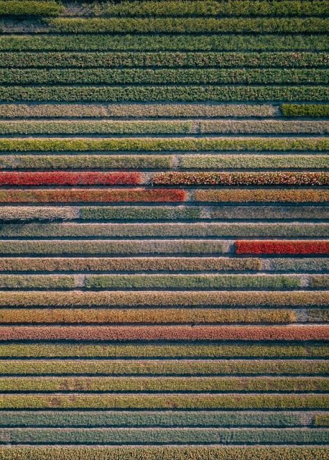 Aerial Series of Breathtaking Tulips – Fubiz Media Photography Forest, Photography Mountains, Photography City, Photography People, Landscape Photography Tips, Photography Flowers, Scenic Photography, Tulip Fields, Photography Beach