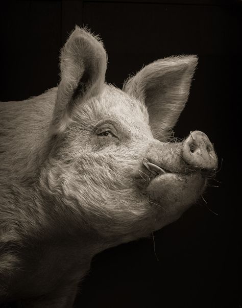 Pig Sculpture, Pig Art, Cute Pigs, Animal Faces, Animal Photo, Nature Animals, Animal Paintings, Animal Kingdom, Animal Photography