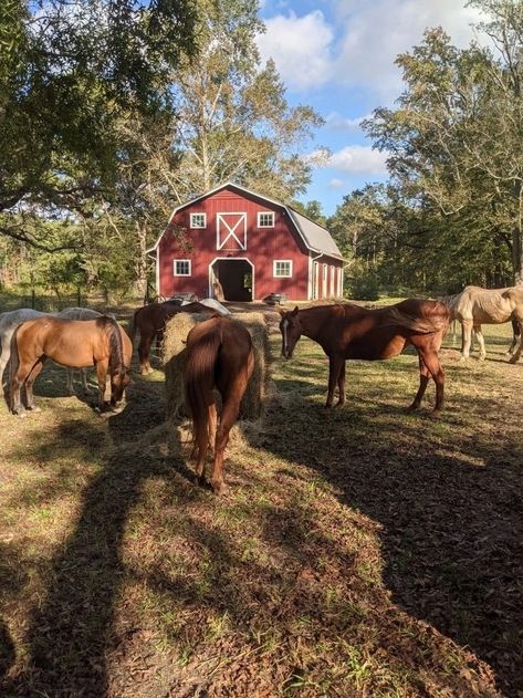 Elsie Silver Aesthetic, Cade Eaton, Willa Grant, Farm With Animals, Country Sunset, Chestnut Springs, Elsie Silver, Silver Aesthetic, Big Red Barn