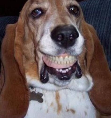 Dog With False Teeth Dental Jokes, Bulldog Francese, Dental Humor, Dentures, Smiling Dogs, Basset Hound, Funny Animal Pictures, Bones Funny, Dog Pictures