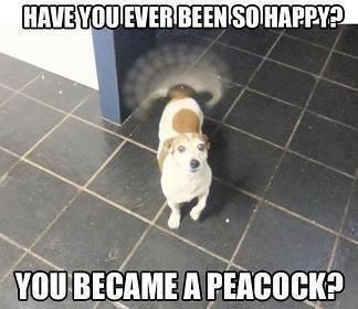 Have you ever been so happy you became a peacock?! Cute Animal Memes, Funny Animal Quotes, Funny Dog Memes, Funny Dog Pictures, Funny Animal Jokes, 웃긴 사진, Funny Animal Memes, Animal Jokes, Memes Humor