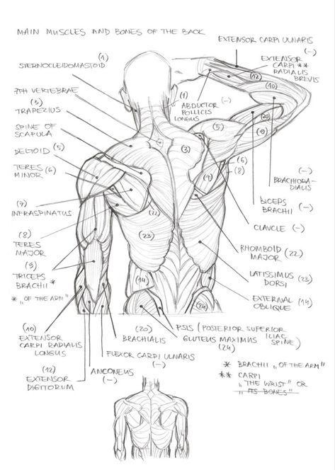 Abdominal Muscles Anatomy Drawing, Anatomy Planes And Sections, Male Back Muscles Reference, Waist Anatomy, Muscle Side View, Body Builder Reference, Muscular Back Drawing, Anatomy Sketches Study, Back Anatomy Drawing