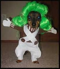 Ompa Loompa weiner dog! Funny Wallpaper Doge, Meme Dog, Dog Costumes Funny, Doge Meme, Wallpaper Dog, Oompa Loompa, Dog Meme, Pet Halloween Costumes, Quotes Pics