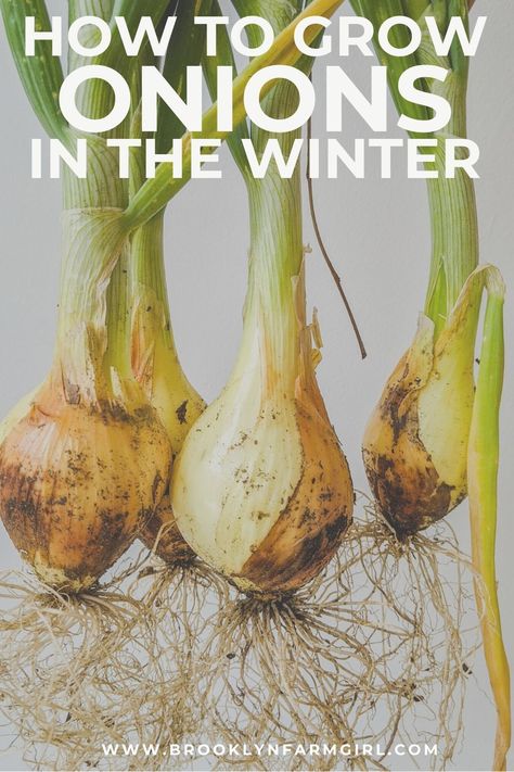 Winter Onions Growing, Fall Onion Planting, When To Plant Onions Bulbs, Growing An Onion From An Onion, How To Grow Spring Onion At Home, Storing Onions, Green Onions Growing, Growing Onions, Onion Bulbs