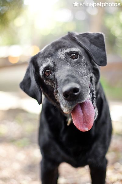 Labrador Noir, Pet Photos, Labrador Retriever Dog, Boston Terriers, Black Labrador, Old Dogs, Senior Dog, Retriever Dog, Dog Face