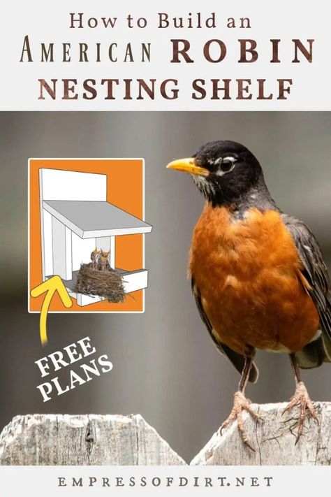 Robin Bird House, Cozy House Plans, Robin Nest Box, Nesting Boxes Diy, Robin Nest, Red Robin Bird, Bird House Plans Free, Bird Nesting Box, Backyard Birds Sanctuary