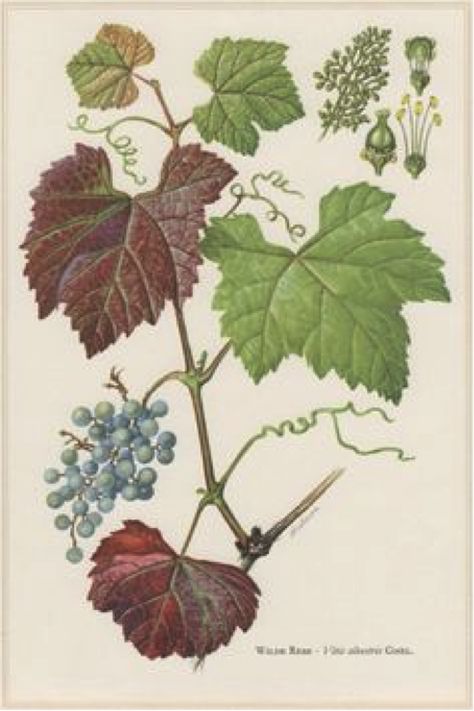 Draksha: An Ayurvedic Perspective on Grapes — Alandi Ayurveda Book Endpapers, Wine Illustration, Grape Tree, Botany Illustration, Grape Varieties, Nature Illustrations, Wine Vineyards, Biology Art, Antique Botanical Print