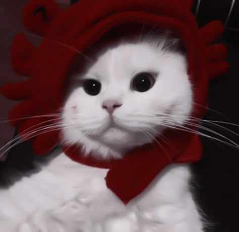 Red Pfps Aesthetic Soft, Red And White Aesthetic Soft, Cat Red Aesthetic, Red Cat Aesthetic, Red + Core + Aesthetic, Burgundy Aesthetic, Cherry Kiss, Dark Red Wallpaper, Red Highlights