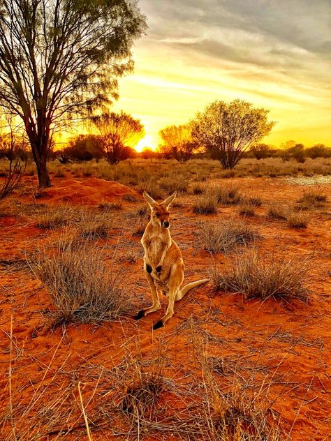 The Outback Australia, Darwin Australia Aesthetic, North Australia, Australian Aesthetic, Darwin Australia, Australia Landscape, Northern Territory Australia, Australia Animals, Australian Landscape