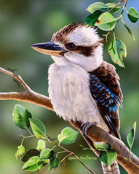 Natalie Jane, Laughing Kookaburra, Australia Animals, Australian Wildlife, Bird Poster, Australian Birds, Australian Native, Australian Animals, Bird Photo