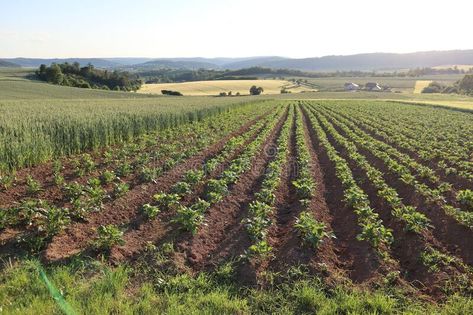 Vibrant landscape of a wide open field in the countryside filled with a variety of crops stock photos Landscape Pics, Crop Field, Vibrant Landscape, Open Field, Vector Character, Landscape Pictures, Hunger Games, Landscape Art, Stock Images