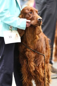 Irish Red Setter Breed Ch Show Irish Red Setter, Red Setter, Irish Setter Dogs, English Setters, Irish Setters, Gordon Setter, Disabled Dog, King Charles Dog, Dog Stocking