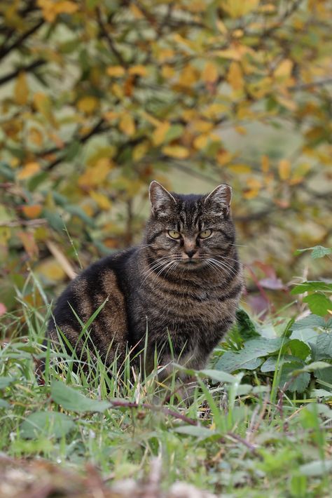 Dark Brown Tabby Cat, Dark Brown Cat, Brown Tabby Cat, Cat Poses, Cat References, Purebred Cats, Animal Inspiration, Brown Tabby, Cat Images