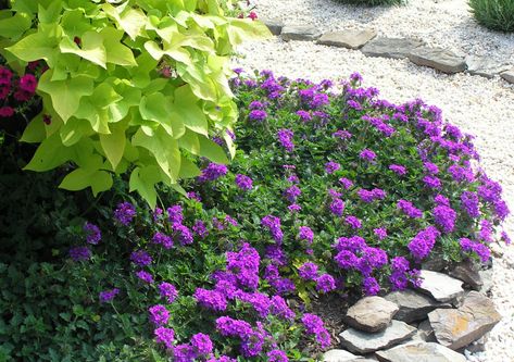 Verbena Homestead Purple, Purple Verbena, Verbena Plant, Low Maintenance Garden, Most Beautiful Flowers, Flowers Perennials, Plant Nursery, Perennial Plants, Trees And Shrubs