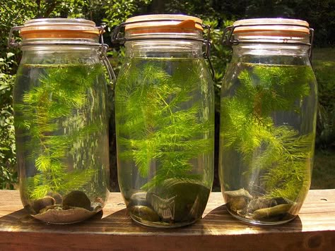 3 Ecospheres from MAKE magazine's "recipe." Using 2 L jars. These were sealed up one week ago and seem to be doing fine. The econaughts, shrimp, are quite lively and the water is clear. Usually kept on a windowsill, they got to go on a field trip for the picture. At Home Science Experiments, Science Fair Projects, Office Plants, Science Experiments Kids, Nature Activities, Science Fair, Environmental Science, Science For Kids, Science Projects