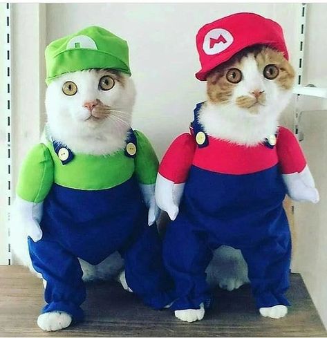 Kittens In Costumes, Cute Cat Costumes, Halloween Memes, Cat Cosplay, Funny Cat Photos, Cat Halloween Costume, Pet Halloween Costumes, Image Cat, Image Chat