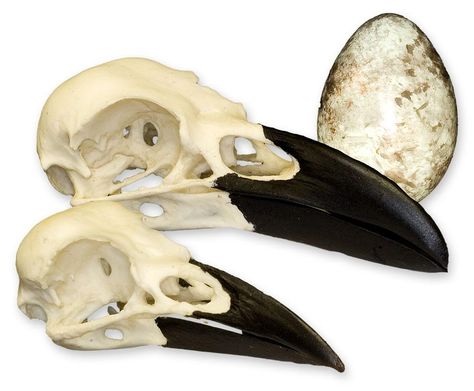 A crow's skull (bottom) & a raven's skull (top) (900×743) Goth Houses, Halloween Raven, Skull Reference, Quoth The Raven, Black Magick, Crow Skull, Jackdaw, Raven Skull, Crows Ravens