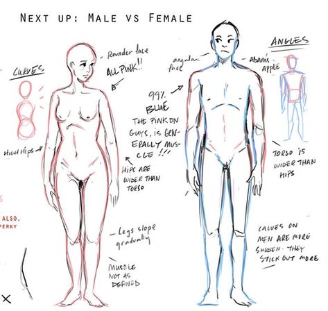 Men Vs Women Body Drawing, Male Vs Female Eyes Drawing, Drawing Poses Male And Female, Men Vs Women Anatomy Drawing, Male Vs Female Face Drawing Reference, Male Vs Female Drawing, How To Draw Males Anatomy, Masc Vs Fem Drawing, Male Anatomy Sketch Study