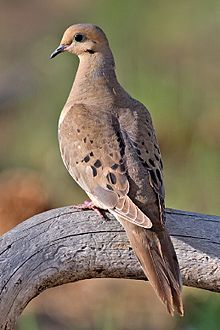 Mourning Dove-male True story I watched one stay by another in the road as it died...the other dove stayed with it despite traffic til it took its last breath Paint Birds, Dove Hunting, List Of Birds, Bird Drawing, Turtle Dove, Dove Bird, Bird Hunting, 2025 Calendar, Kinds Of Birds