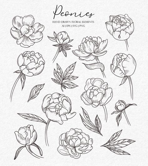 Line Art Peony, Peony Line Art, Peony Svg, Line Art Svg, Flower Line Art, Art Svg, Peony Flower, Svg Files For Cricut, App Design