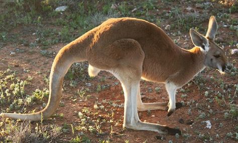 Kangaroos use tail as 'third leg' - video Kangaroo Tail, Legs Video, Karl Popper, Red Kangaroo, Science News, New South Wales, Animal Gifs, The Guardian, Animal Pictures