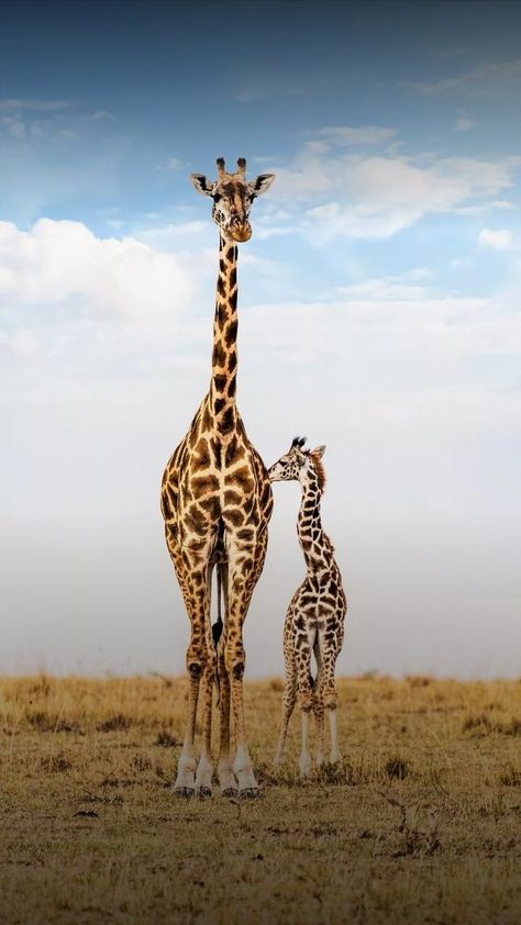 Giraffe Photography, Giraffe Pictures, Africa Photography, Giraffe Painting, Khalil Gibran, Animals Photography, Photography Career, Giraffe Art, Horse Aesthetic