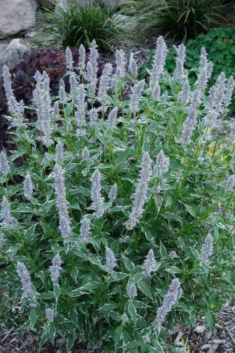 Rabbit Resistant Plants | Rabbit Resistant Flowers | Rabbit Proof Plants Blue Flowering Plants, Anise Hyssop, Rabbit Resistant Plants, August Flowers, Herbaceous Border, Best Perennials, Blue And Purple Flowers, Beautiful Plants, Flowering Plants