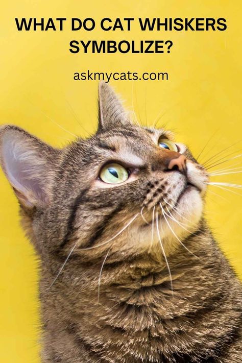 What To Do With Cat Whiskers? Are Cat Whiskers Good Luck?
#whattodo #cats to #catWhiskers #luck #catlover #catowner #goodluck #whiskers Cat Whiskers Witchcraft, Cat Problems, Fall Cats, How To Cat, Living With Cats, Rare Cats, Cat Info, Types Of Cats, What Cat