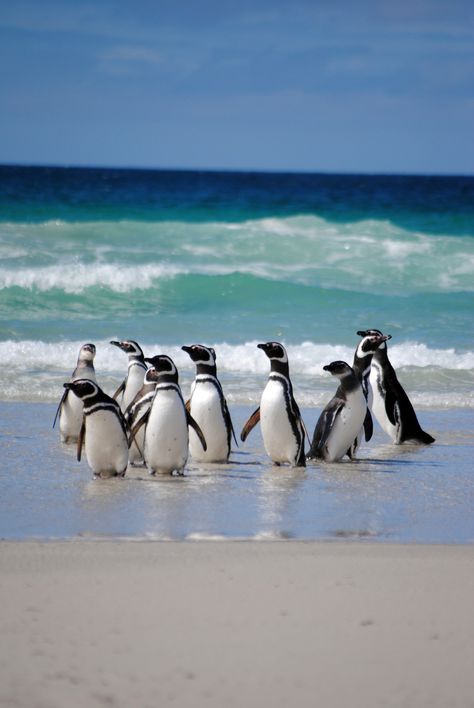 Penguin Wallpaper, Boulders Beach, Penguin Parade, Surf Painting, Amazing Animal Pictures, Penguin Love, Animal Print Wallpaper, Falkland Islands, Cute Penguin