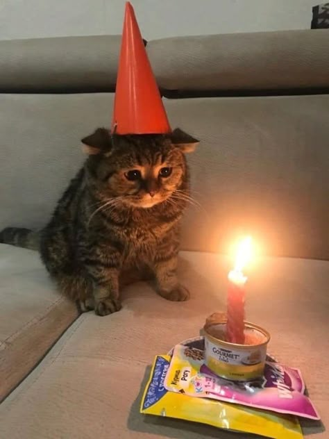 @lauraaelisa Happy Birthday Kittens, Happy Birthday Cat, Kitten Birthday, Silly Cats Pictures, Goofy Ahh, Cute Cats Photos, Space Cat, Cat Birthday, Happy B Day