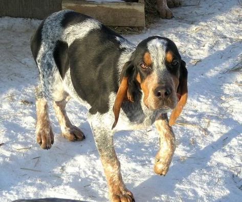 Muscular Shoulders, Black And Tan Coonhound, Sunken Eyes, Majestic Tree, Big Cats, Black And Tan, Picture Video, Hunting, Puppies