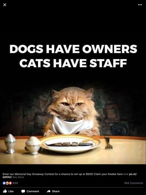 Food Dispenser, Cat Feeder, Cat Quotes, Funny Cat Memes, Amazing Animals, Grumpy Cat, Kitty Cats, Cats Meow, Funny Animal Pictures