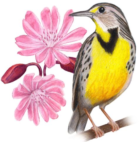 Montana State Bird and Flower Montana State Flower, Hiking Images, Quilling Birds, Western Meadowlark, Western Tattoo, Funny Bird Pictures, Bird Painting Acrylic, State Flowers, Bird Template