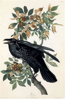 AFTER JOHN JAMES AUDUBON BY ROBERT HAVELL  RAVEN (PLATE CI) CORVUS CORAXhttp://www.christies.com/ Raven Painting, Audubon Prints, Raven Bird, Audubon Birds, Bel Art, James Audubon, Birds Of America, Crows Ravens, Large Framed Prints