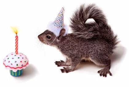 Birthday squirrel, inside family joke with us! Description from pinterest.com. I searched for this on bing.com/images Happy Birthday Squirrel, Pictures Of Squirrels, Birthday Squirrel, Squirrel Pics, Squirrel Birthday, Squirrel Appreciation Day, Squirrel Logo, Birthday Funnies, Happy Birthday Animals