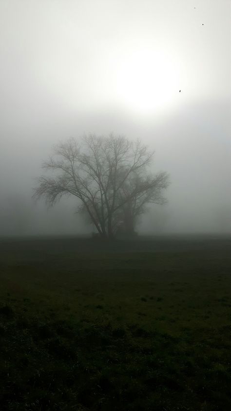 Dark Naturalism Aesthetic, Dark Naturalism, Foggy Weather, Dark Nature, Dark Green Aesthetic, Foggy Forest, Dark Nature Aesthetic, Cinematic Photography, Dark Skies