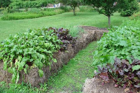 What to Know About Hay Bale Gardening Hay Bale Gardening, Strawbale Gardening, Raised Garden Ideas, Straw Bale Gardening, Log Planter, Compost Pile, Veggie Gardens, Raised Bed Garden, Straw Bales