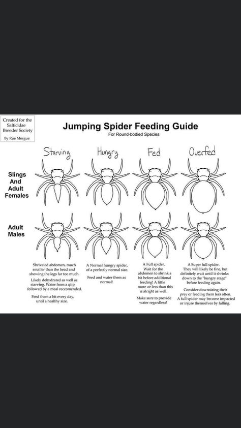 Pet Spider Tank, Spider Enclosure Ideas, Jumping Spider Care Sheet, Jumping Spider Terrarium Diy, Jumping Spider Habitat, Jumping Spider Enclosure Ideas, Diy Jumping Spider Enclosure, Jumping Spider Food, Jumping Spiders